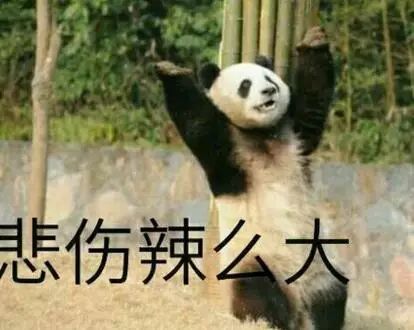 老外多爱猫咪,老外多爱中国