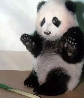 老外多爱猫咪,老外多爱中国