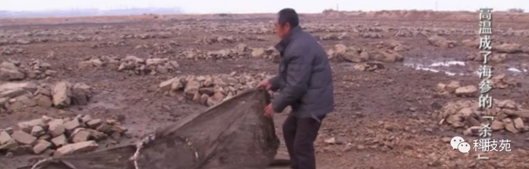 人工养殖海参多少钱一斤,海参几斤鲜品出一斤干品