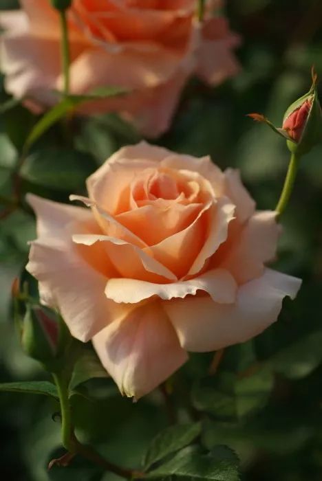 日本顶级微型月季,日本顶级盆栽大师