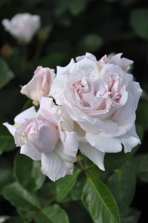 日本顶级微型月季,日本顶级盆栽大师