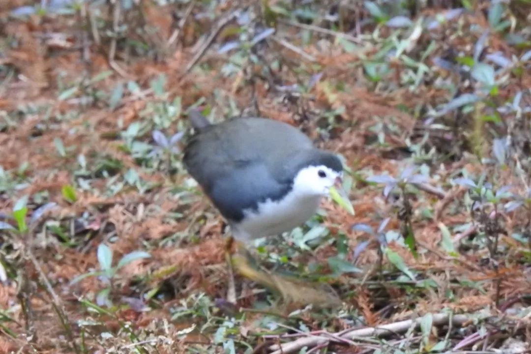 华南植物园吉祥花图片,华南植物园禾雀花观赏时间