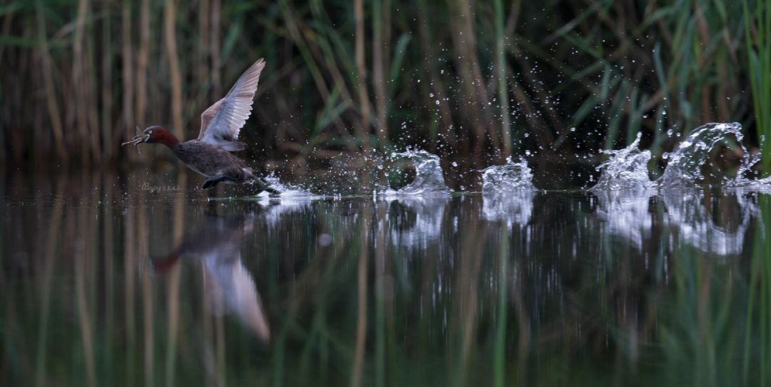 身边没有野生动物？也许是你不够慢