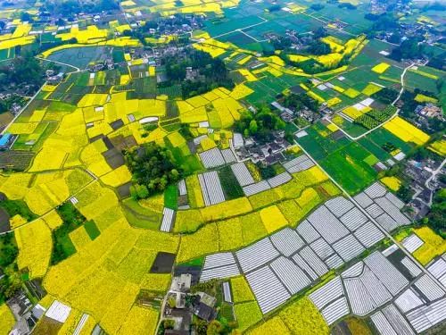 同样是麦子，为啥他一亩地能卖2000多元？