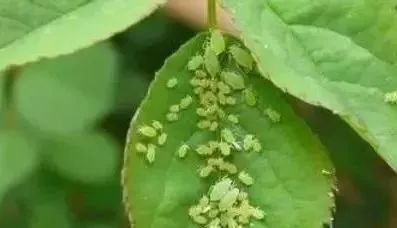 家里盆栽洋葱开花,洋葱盆栽开花