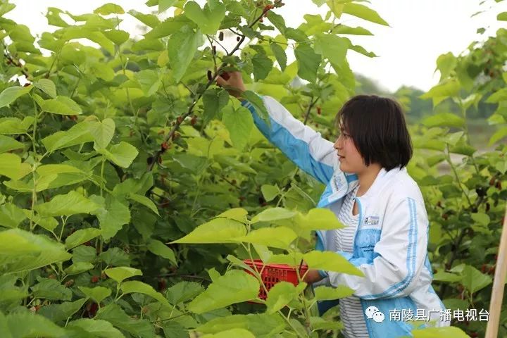 南陵民间故事,南陵历史故事