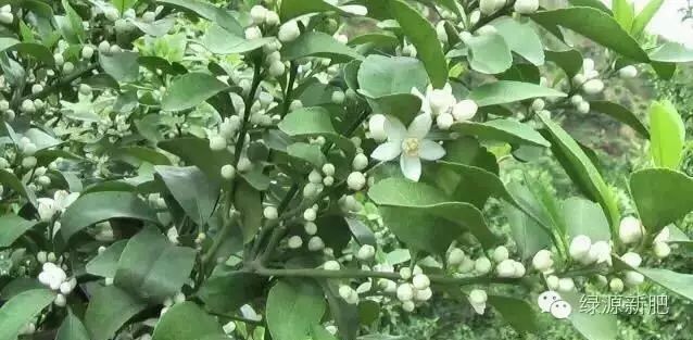 果树花芽分化期用什么促花芽分化,什么可以促进花芽分化