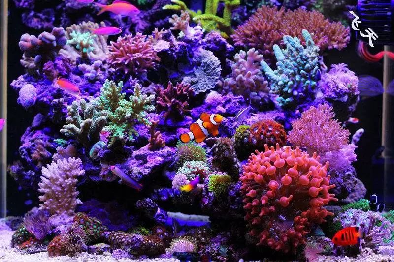 海缸如何养好水质,原生海缸家庭饲养