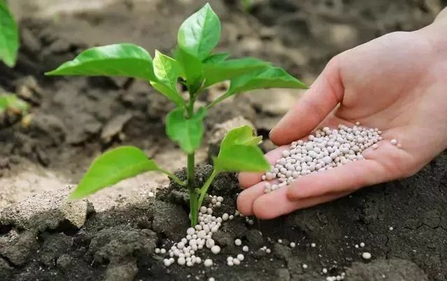 微生物菌剂和菌肥有什么区别图片,液肥与微生物菌剂一起用怎么样
