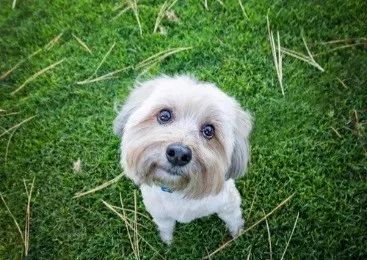 踩到猫要给它道歉吗,踩到猫了会得狂犬病吗