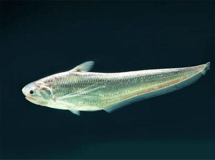 今年长江刀鱼,长江刀鱼最新规定