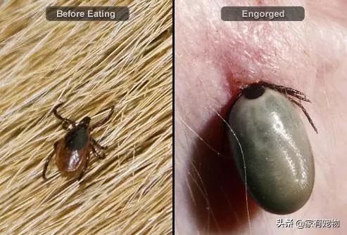 犬皮肤问题,如何鉴别犬类皮肤病