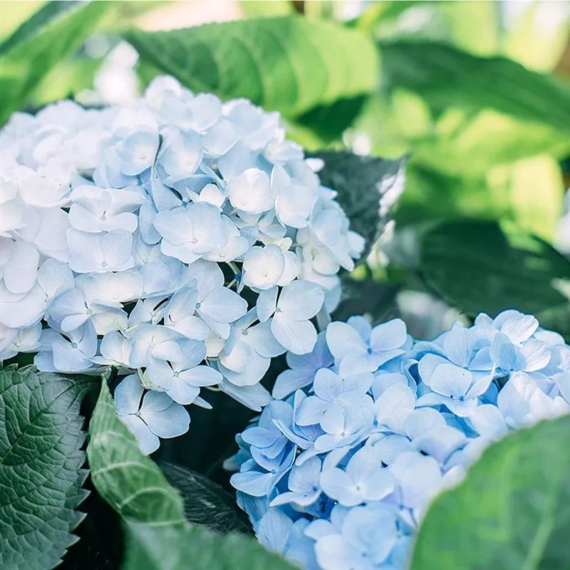 日系清新拍照参考,拍小清新日系照