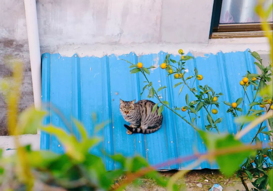 嵛山岛清华大学,清华建筑系岛屿少年