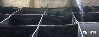 养一千只石蛙年收入多少,养2万只石蛙投资多少