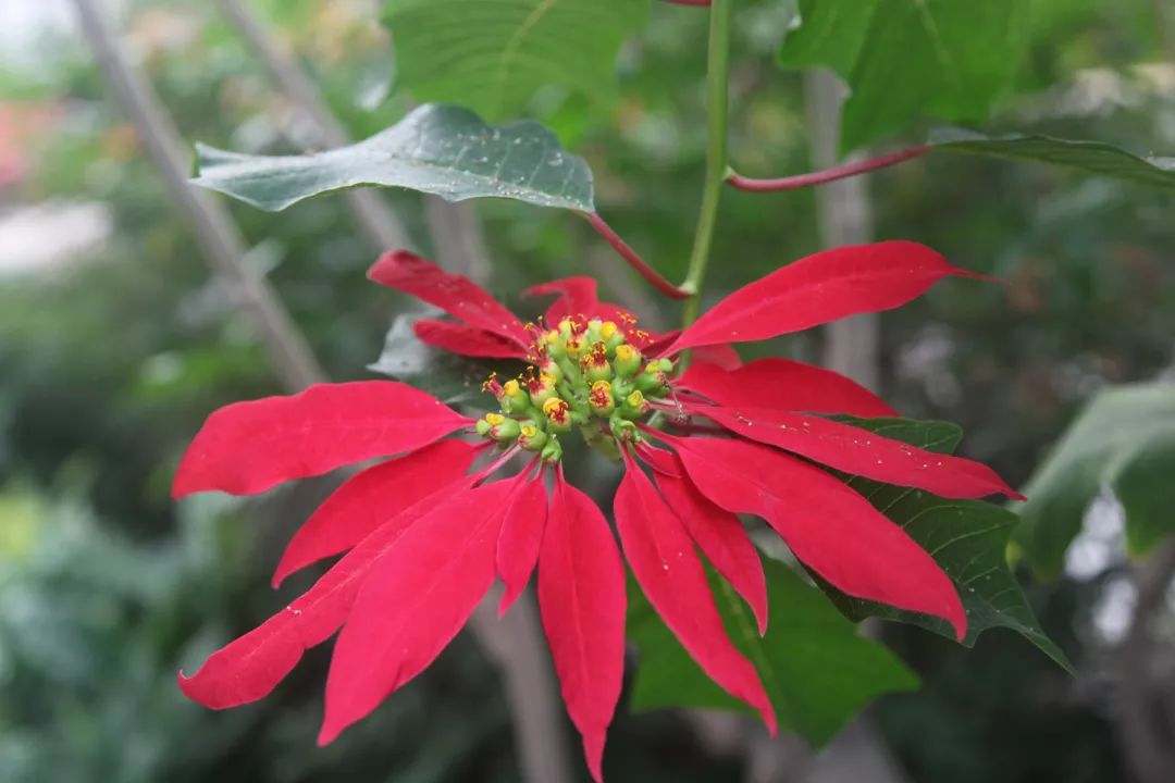 喜庆年宵花,盘点最受欢迎的十大年宵花