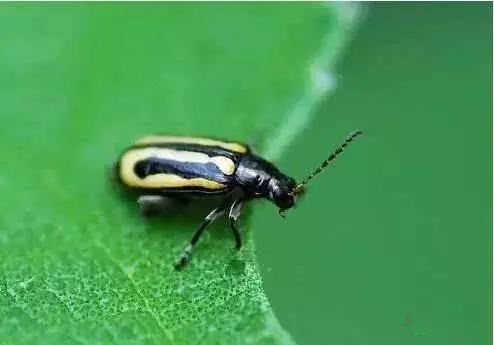 农作物害虫大全及防治,蔬菜害虫图片大全集