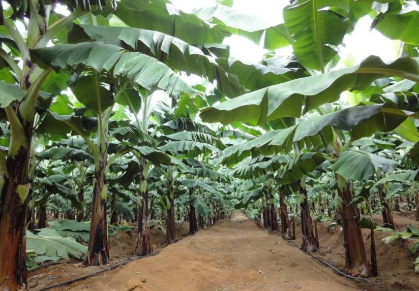 柑橘果树后期管理措施,香蕉冻害