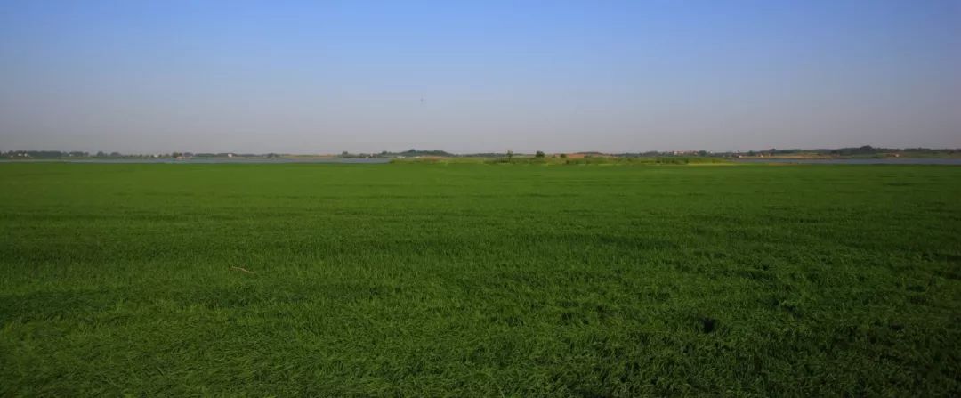 武汉竹叶海湖生态湿地公园,武汉东湖绿道湿地公园