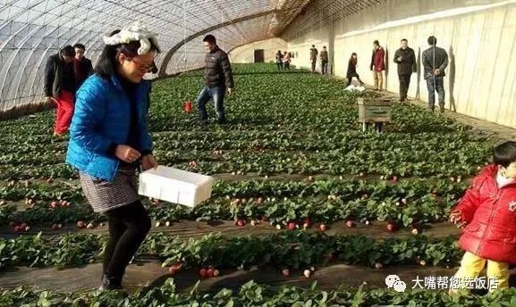 大连摘草莓一日游,大连摘草莓适合去的地方