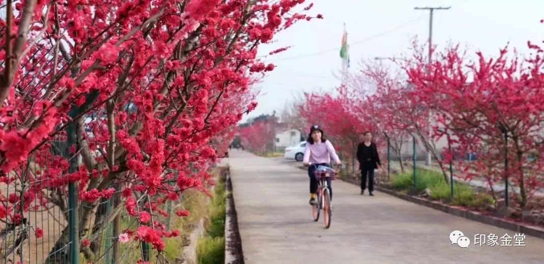 金堂赏花最佳地点时间,金堂赏花之梨花篇