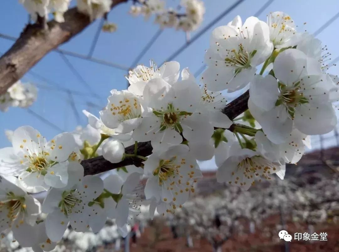 金堂赏花最佳地点时间,金堂赏花之梨花篇