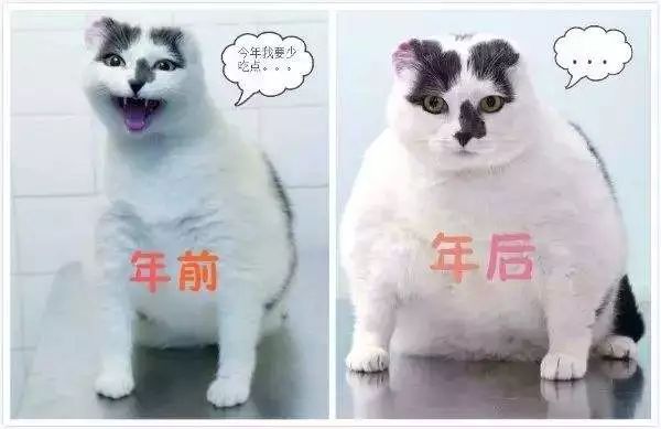 每逢佳节胖三斤从今天起开始减肥,每逢佳节胖三斤快开始恢复训练吧