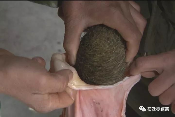 农民杀猪得猪宝价值300万,杀猪取出猪宝价值300万