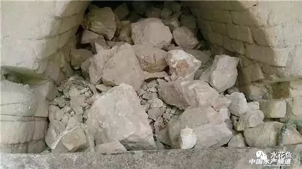 生石灰能治哪几种鱼病,鱼病了不开口怎么办