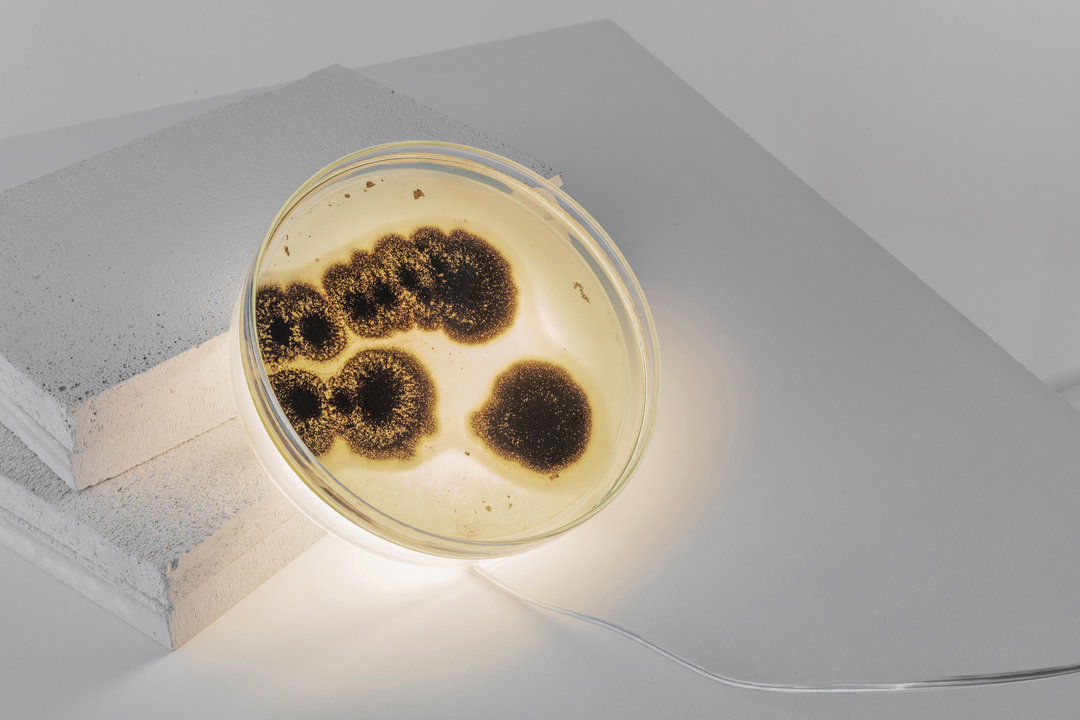 雷克萨斯联名款,雷克萨斯耐克