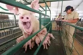 猪年说猪,猪年说猪精神话