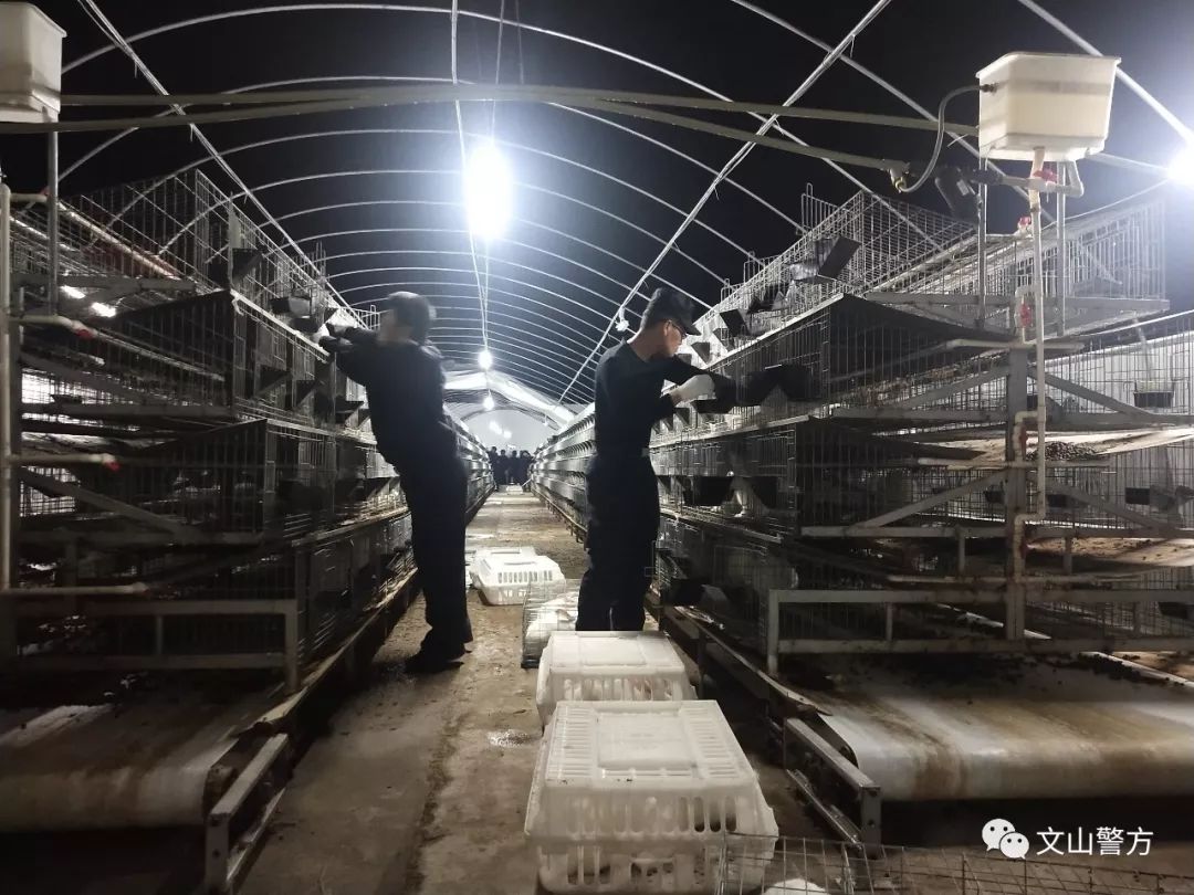 「基层一线」暴雨来袭民警紧急转移4000只兔子为群众挽回经济损失近百万元