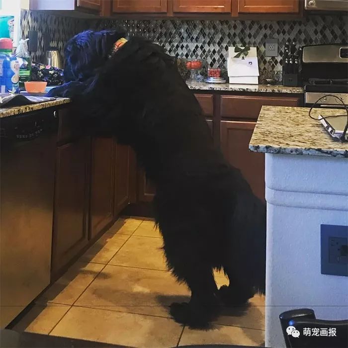 家里有一只大块头纽芬兰犬，是怎样的一种体验？