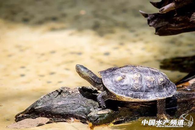 甲鱼在厨房怎么养,家养小甲鱼吃什么长得最快