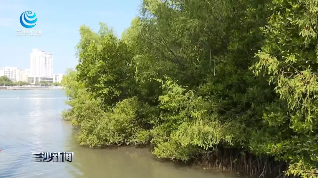 天涯印象创作的原声,天涯印象的主页