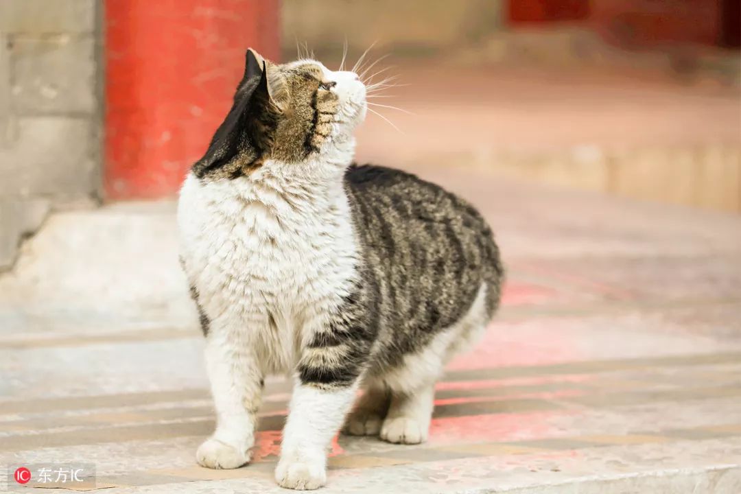 你想看的故宫，这里都有｜东方IC