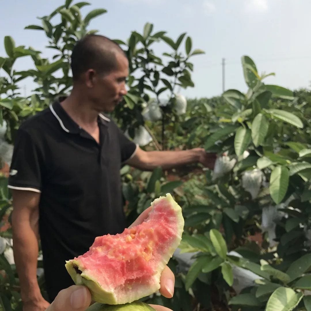 香甜可口满满的vc,含丰富vc软糯香甜