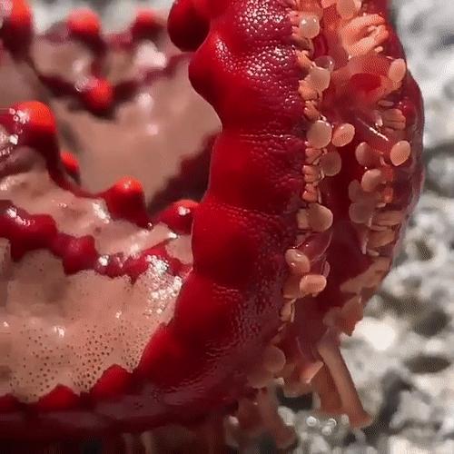 你见过企鹅破壳的瞬间吗,你见过企鹅下蛋吗