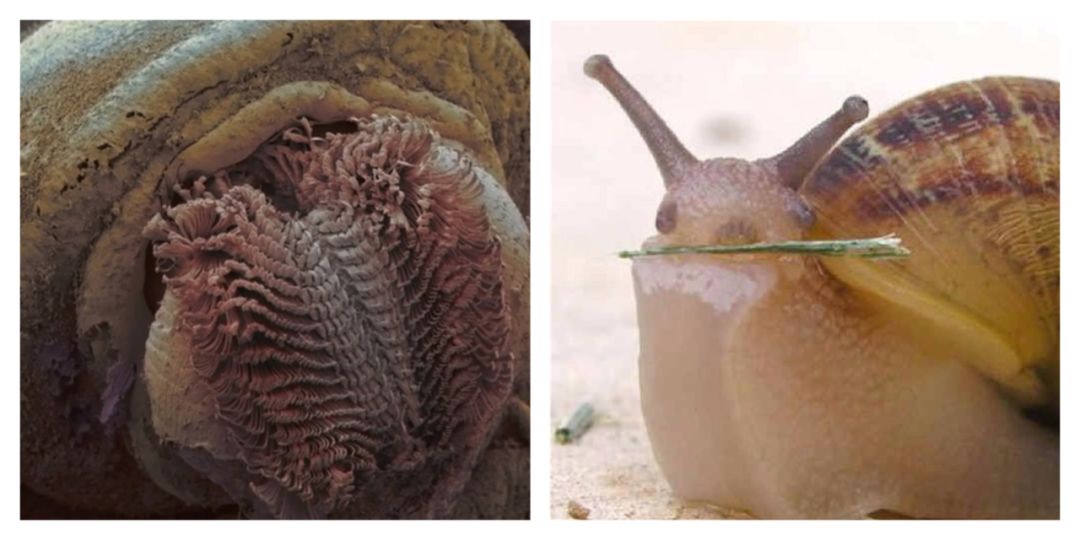 你见过企鹅破壳的瞬间吗,你见过企鹅下蛋吗