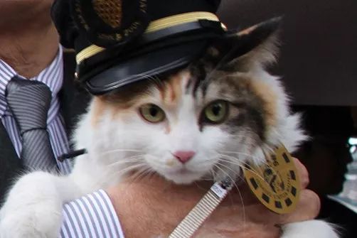 撸猫的那些事,中国撸猫圣地