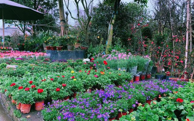 今年的花市在哪里逛,周末去花市买花