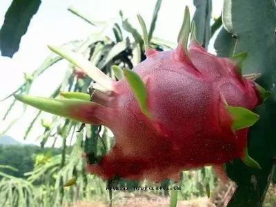 广东特色十大水果,湛江八大水果你知道吗