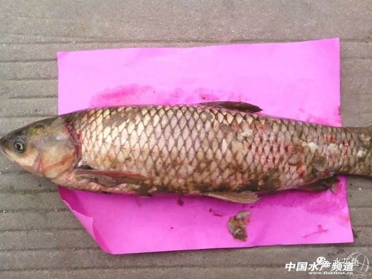 冬末初春，赤皮水霉及其并发症特别要注意