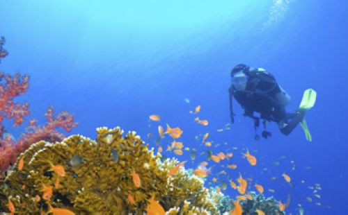 不潜水适合去哪个国家旅游,潜水胜地马尔代夫