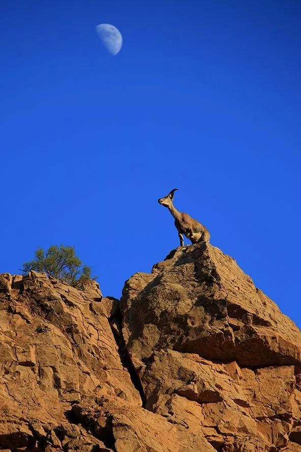 作为内蒙人，山羊这么牛的生物，竟然不了解？