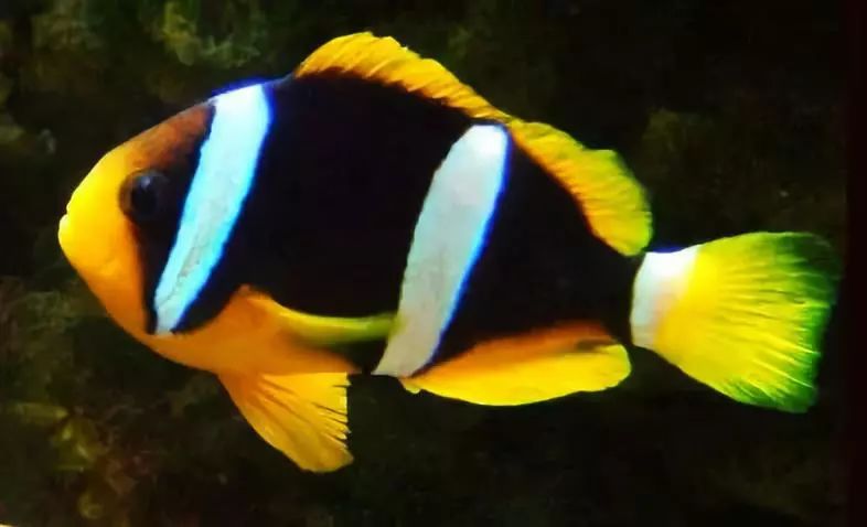 海缸珊瑚的饲养,海缸新手入门详细教程及注意事项