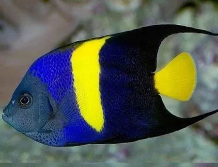 起起伏伏教程,海缸珊瑚的饲养