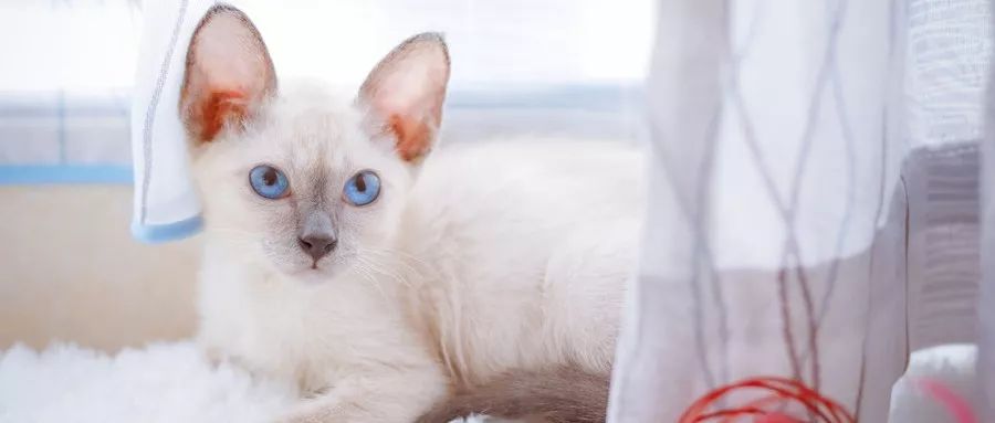 家养鹅当宠物需要注意什么,与宠物接触要注意什么