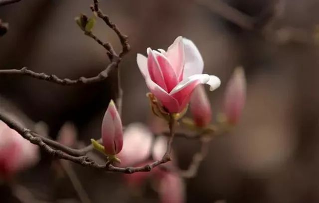 上海人春天爱吃的美食,春天上海最好吃的东西