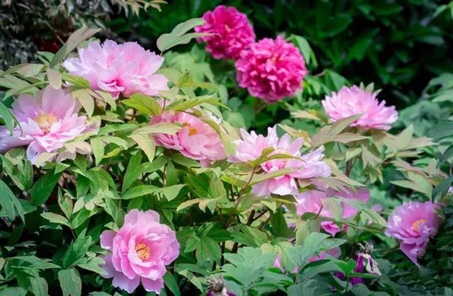 上海人春天爱吃的美食,春天上海最好吃的东西